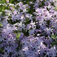 Phlox subulata 'Emerald Cushion Blue'