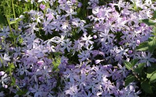 Phlox subulata 'Emerald Cushion Blue'