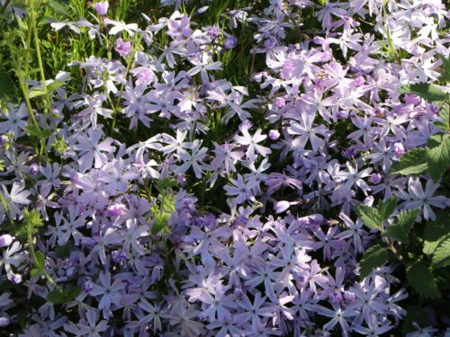 Phlox subulata 'Emerald Cushion Blue' - Obrázek 1