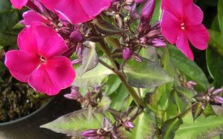 Phlox paniculata 'Adessa Special Pink'