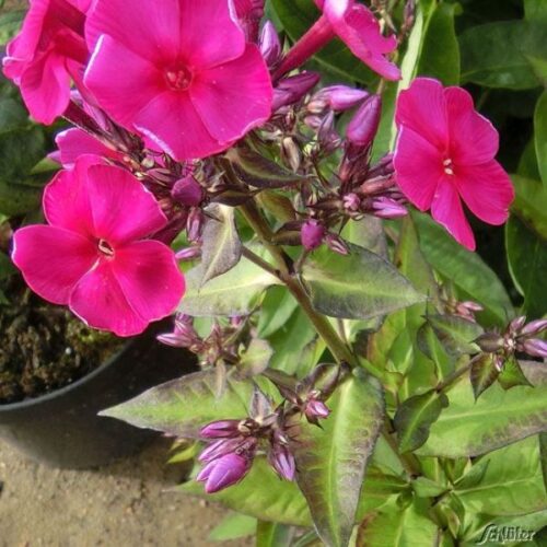 Phlox paniculata 'Adessa Special Pink' - Obrázek 1