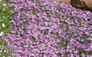Phlox douglasii 'Lilac Cloud'