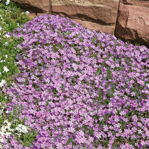 Phlox douglasii 'Lilac Cloud' - Obrázek 1