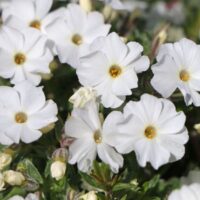 Phlox douglasii 'White Admiral'
