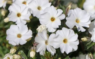 Phlox douglasii 'White Admiral'