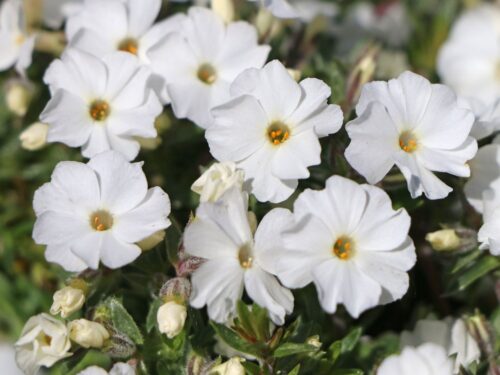 Phlox douglasii 'White Admiral' - Image 1
