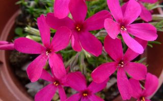 Phlox douglasi'Ochsnbluti'