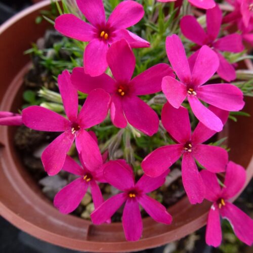 Phlox douglasi'Ochsnbluti' - Image 1