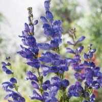 Penstemon strictus