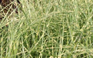 Miscanthus sinensis 'Little Zebra'