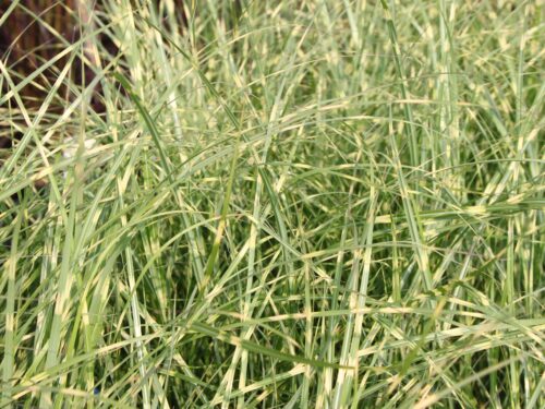 Miscanthus sinensis 'Little Zebra' - Image 1