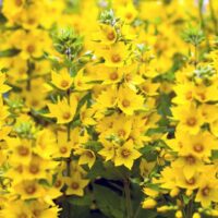 Lysimachia punctata