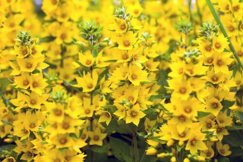 Lysimachia punctata - Image 1