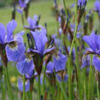Iris sibirica - kosatec