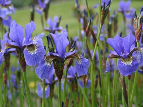 Iris sibirica - kosatec - Image 1