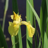 Iris pseudacorus