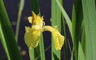 Iris pseudacorus