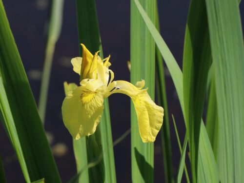 Iris pseudacorus - Obrázek 1