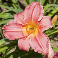 Hemerocallis hybrida 'Halls Pink'