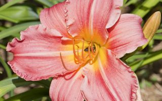Hemerocallis hybrida 'Halls Pink'