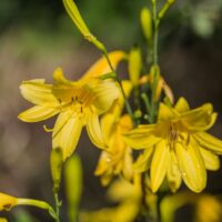 Hemerocallis lilioasphodelus ( flava )