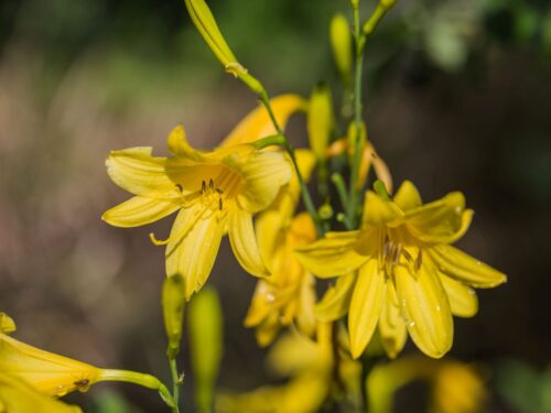 Hemerocallis lilioasphodelus ( flava ) - Image 1