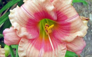 Hemerocallis hybrida 'Janice Brown'