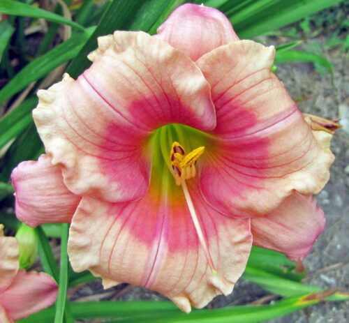 Hemerocallis hybrida 'Janice Brown' - Obrázek 1