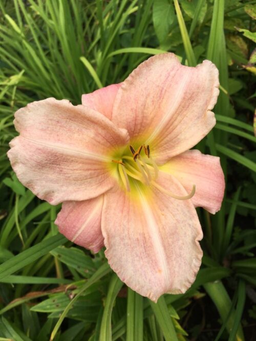Hemerocallis hybrida 'Jamaican Me Crazy' - Obrázek 1