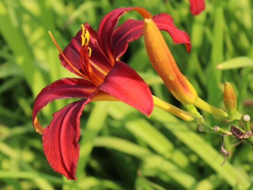 Hemerocallis hybrida'Frans Halls' - Obrázek 2