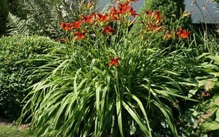 Hemerocallis hybrida'Frans Halls'