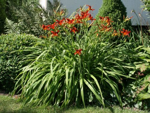 Hemerocallis hybrida'Frans Halls' - Obrázek 1
