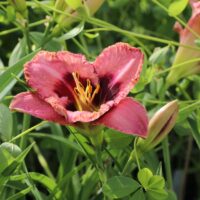 Hemerocallis hybrida 'Daring Deception'