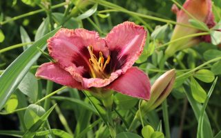Hemerocallis hybrida 'Daring Deception'