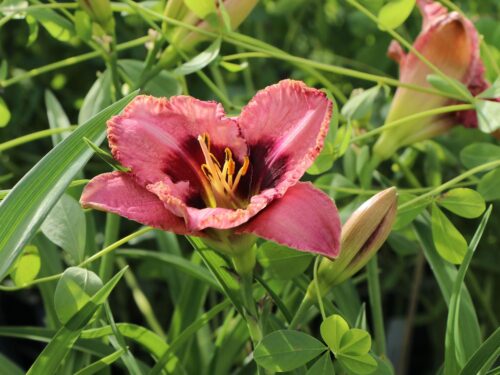 Hemerocallis hybrida 'Daring Deception' - Obrázek 1