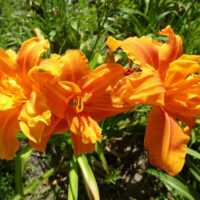Hemerocallis 'Bandolero'
