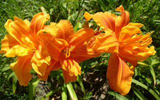 Hemerocallis 'Bandolero'