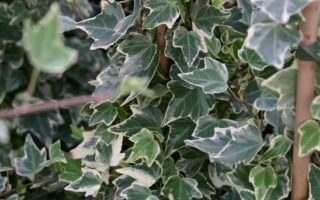 HEDERA HELIX 'Glacier'