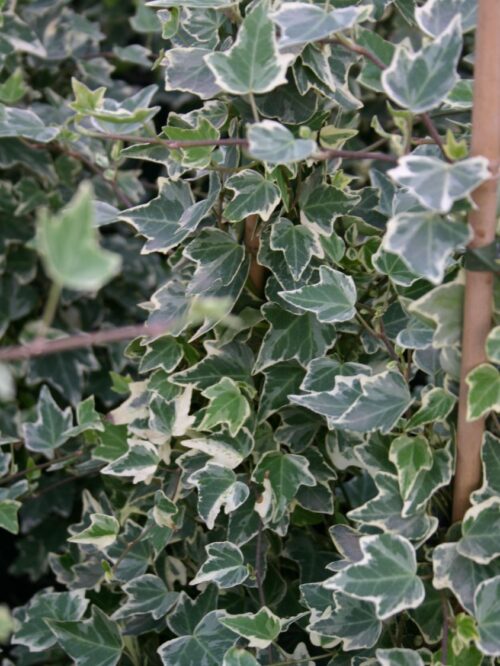 HEDERA HELIX 'Glacier' - Obrázek 1
