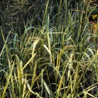 Glyceria maxima 'Variegata'
