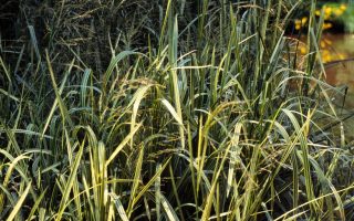 Glyceria maxima 'Variegata'