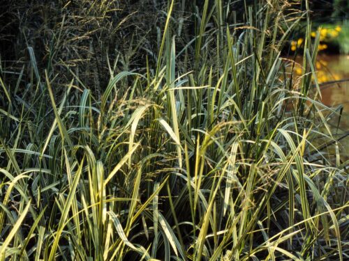 Glyceria maxima 'Variegata' - Obrázek 1