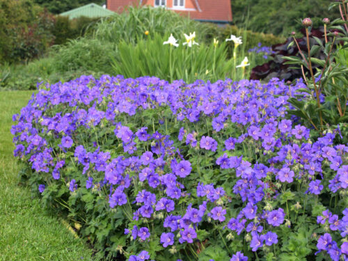 Geranium magnificum - Obrázek 1