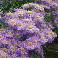 Erigeron speciosus ´Azure Beauty´ K9x9