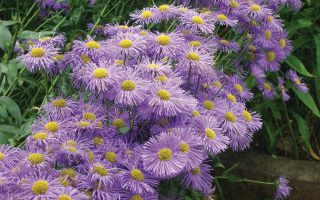 Erigeron speciosus ´Azure Beauty´ K9x9