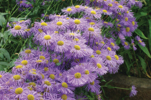 Erigeron speciosus ´Azure Beauty´ K9x9 - Obrázek 1