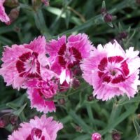 DIANTHUS gratianopolitanus ´Rosafeder´