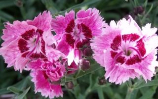 DIANTHUS gratianopolitanus ´Rosafeder´
