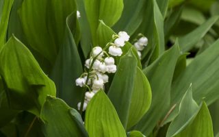 Convallaria majalis