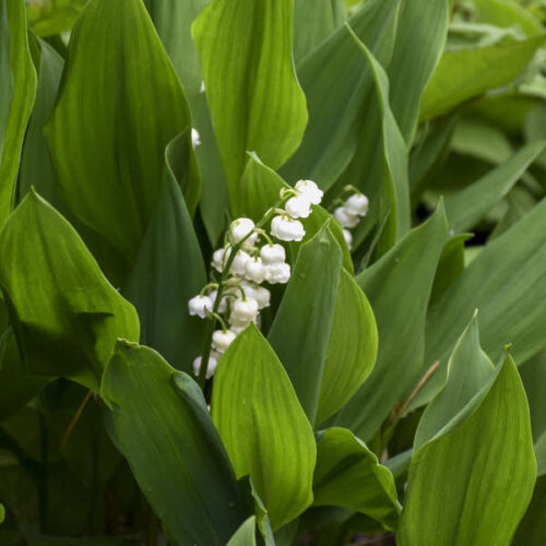 Convallaria majalis - Obrázek 1